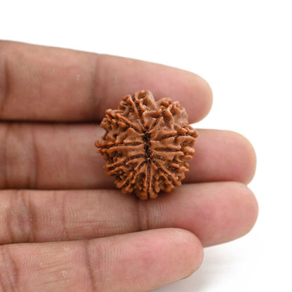 11 Mukhi Rudraksha (Nepal) 28.6 M.M.