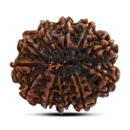 11 Mukhi Rudraksha (Nepal) 27.17 M.M.