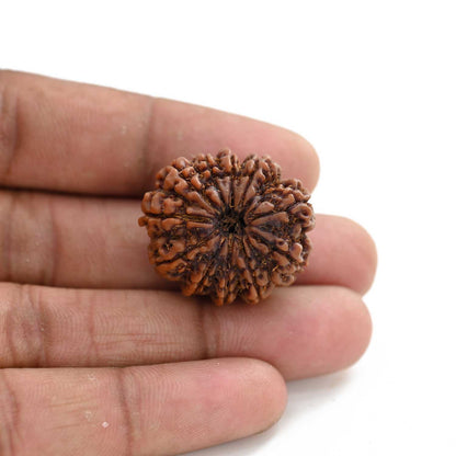 11 Mukhi Rudraksha (Nepal) 27.17 M.M.