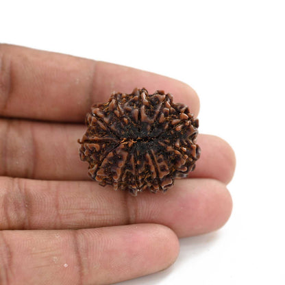 11 Mukhi Rudraksha (Nepal) 27.17 M.M.