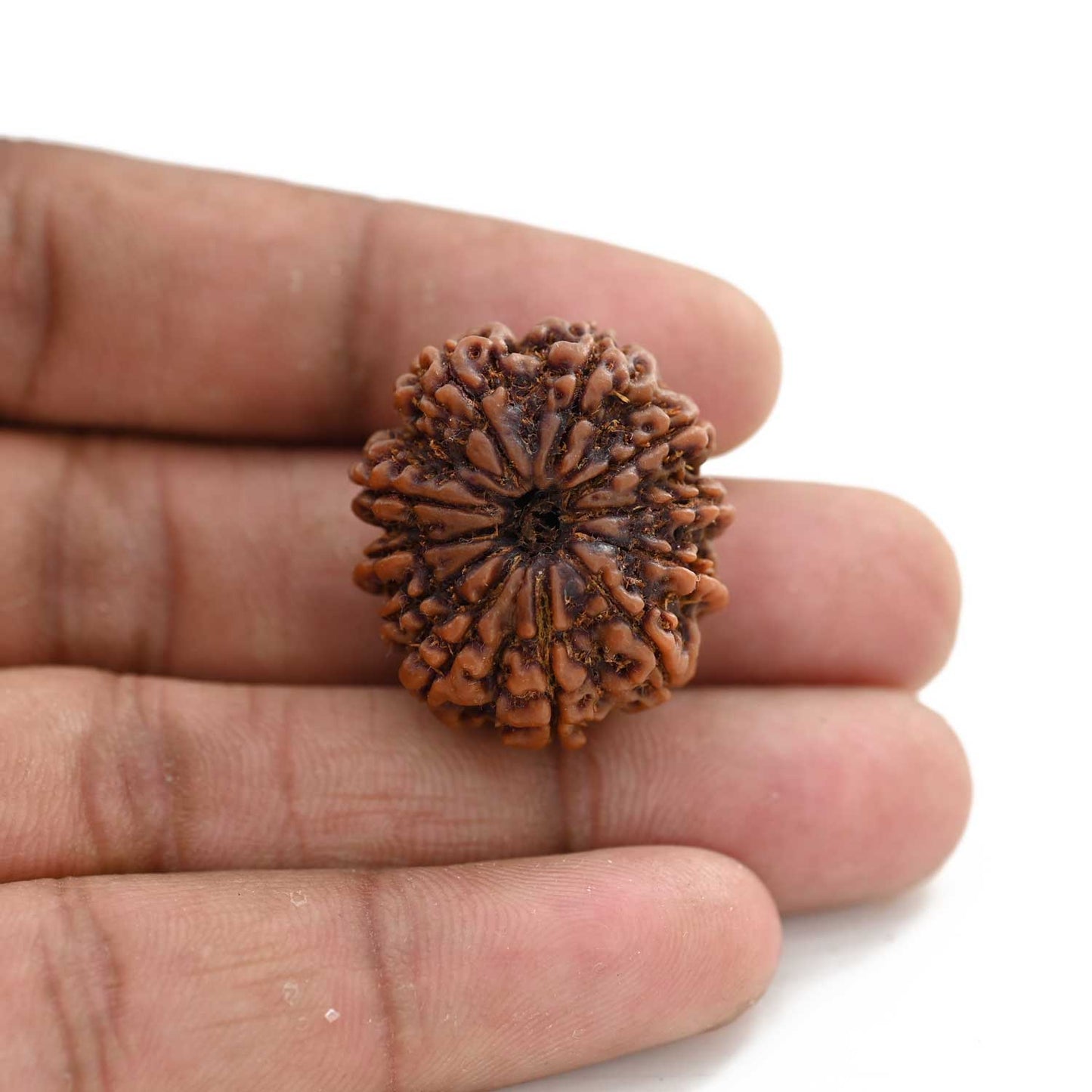 11 Mukhi Rudraksha (Nepal) 27.17 M.M.