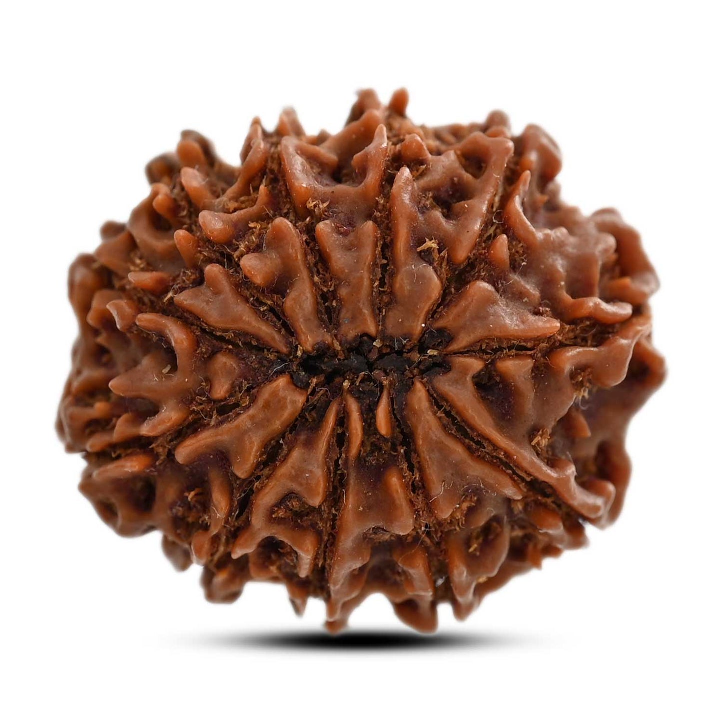 11 Mukhi Rudraksha (Nepal) 25.01 M.M.