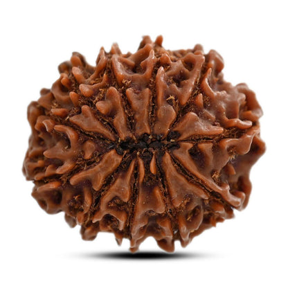 11 Mukhi Rudraksha (Nepal) 25.01 M.M.