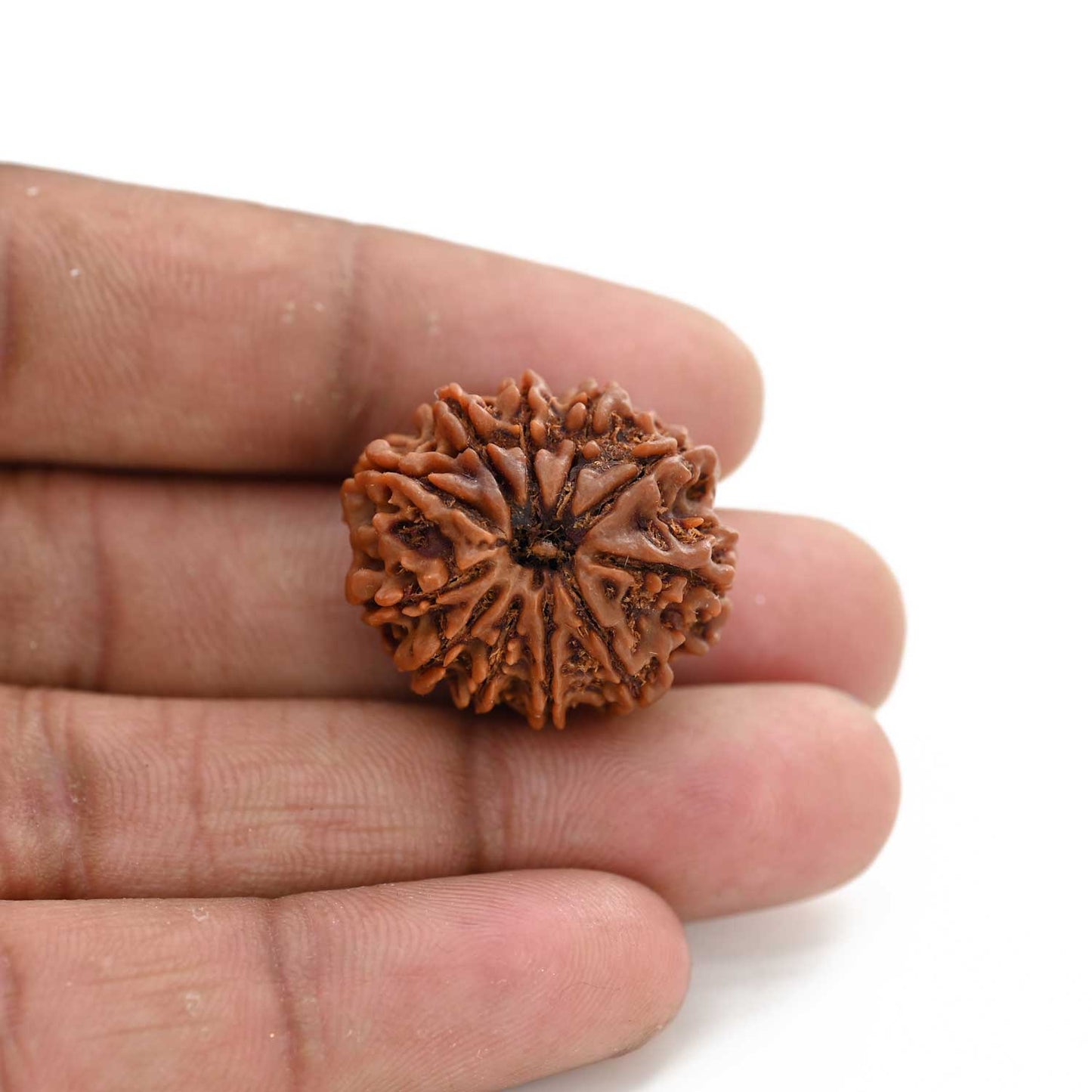 11 Mukhi Rudraksha (Nepal) 25.01 M.M.