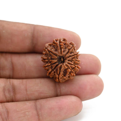 11 Mukhi Rudraksha (Nepal) 25.01 M.M.