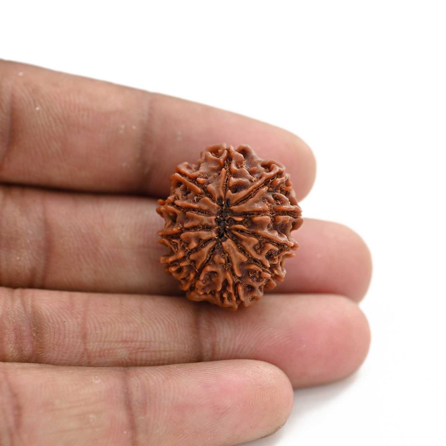 11 Mukhi Rudraksha (Nepal) 25.01 M.M.