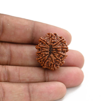 11 Mukhi Rudraksha (Nepal) 25.01 M.M.