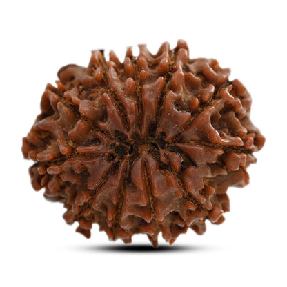 11 Mukhi Rudraksha (Nepal) 27.8 M.M.