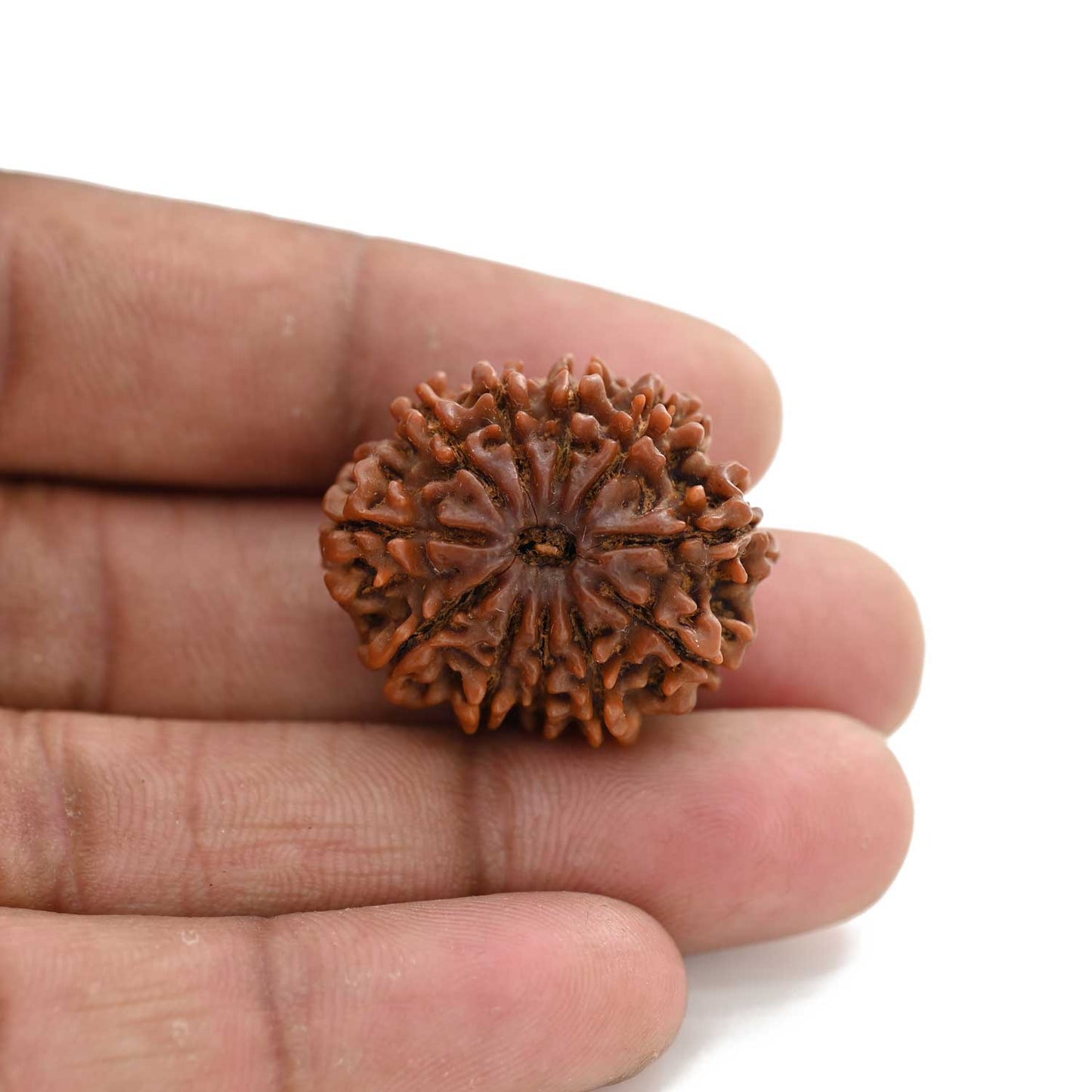 11 Mukhi Rudraksha (Nepal) 27.8 M.M.