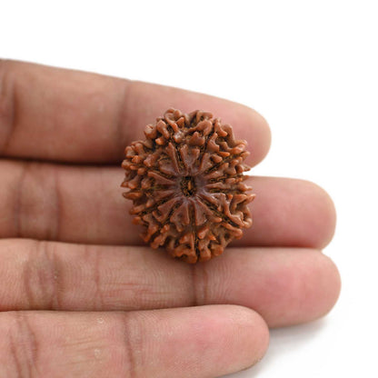 11 Mukhi Rudraksha (Nepal) 27.8 M.M.