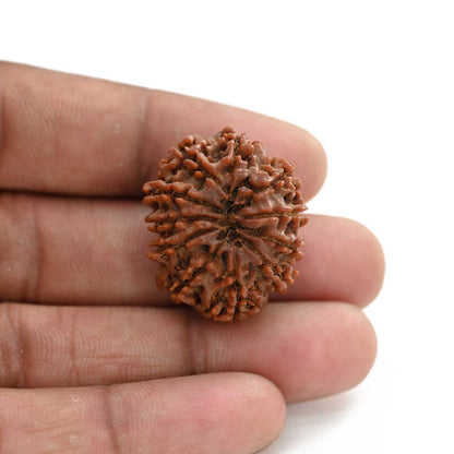 11 Mukhi Rudraksha (Nepal) 27.8 M.M.