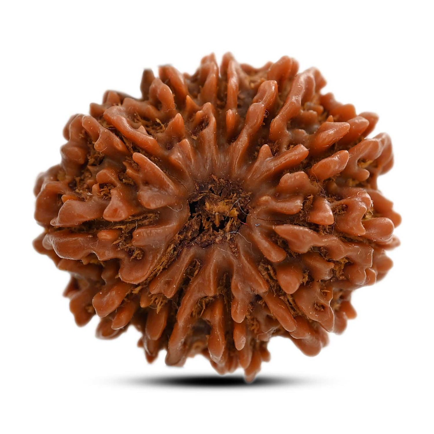 11 Mukhi Rudraksha (Nepal) 25.05 M.M.