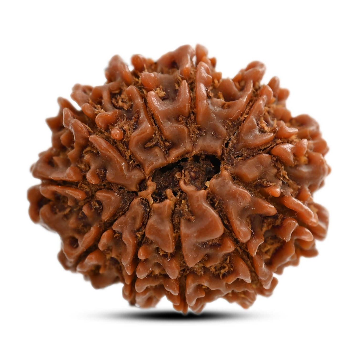 11 Mukhi Rudraksha (Nepal) 25.05 M.M.