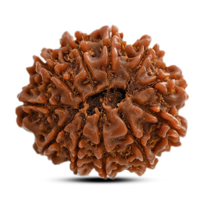 11 Mukhi Rudraksha (Nepal) 25.05 M.M.