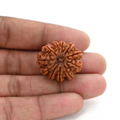 11 Mukhi Rudraksha (Nepal) 25.05 M.M.