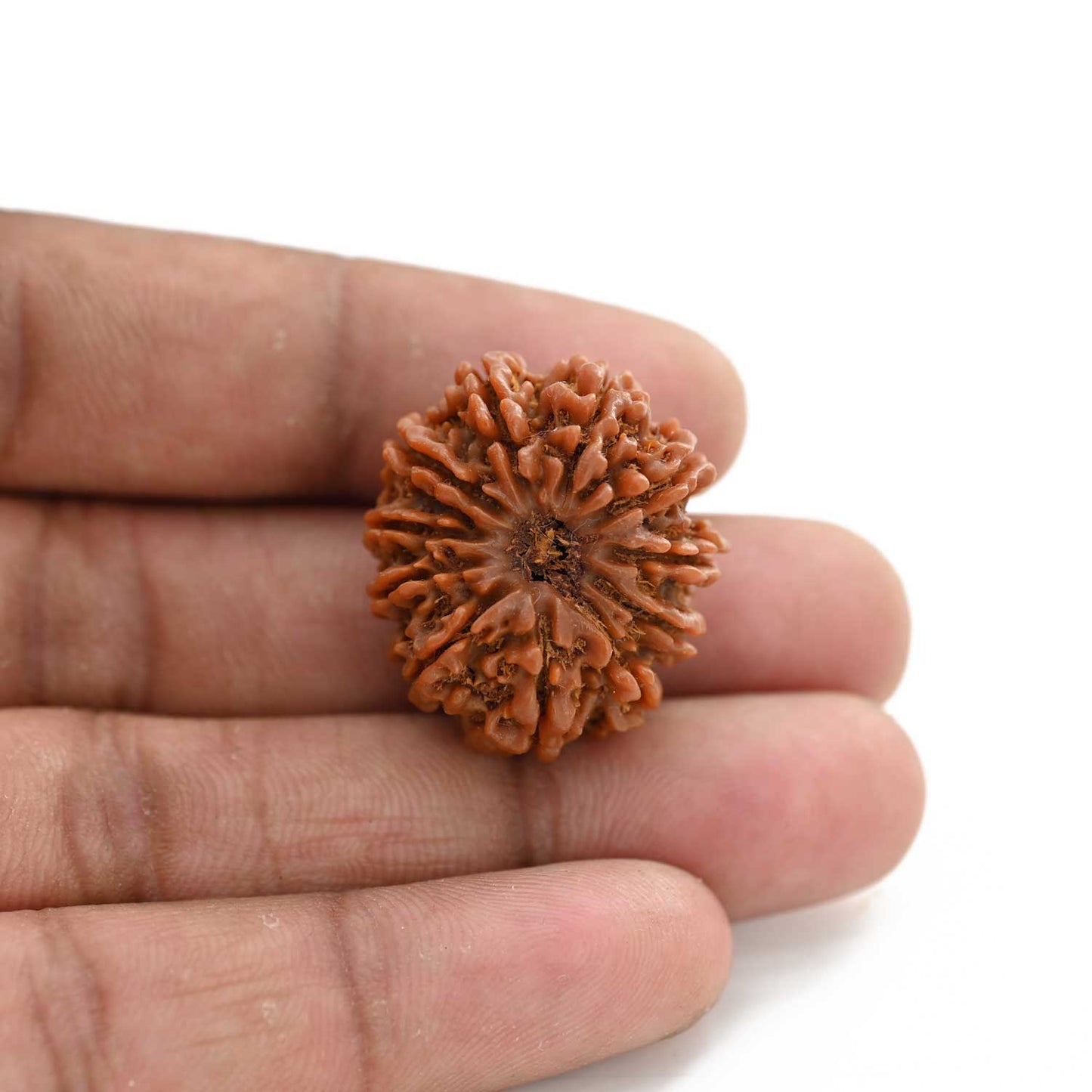 11 Mukhi Rudraksha (Nepal) 25.05 M.M.