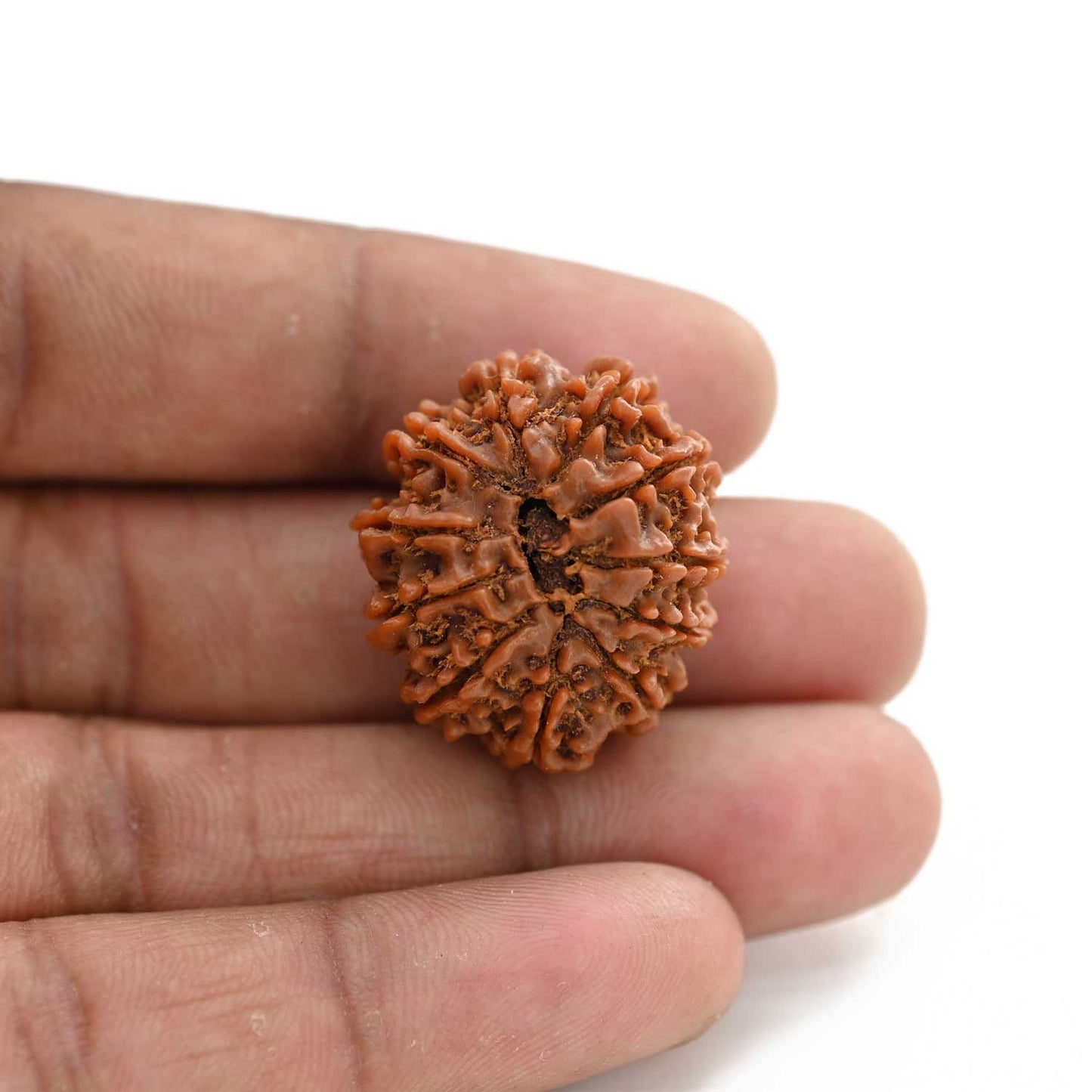 11 Mukhi Rudraksha (Nepal) 25.05 M.M.