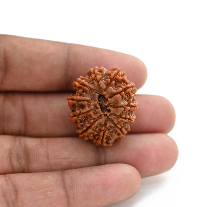 11 Mukhi Rudraksha (Nepal) 25.05 M.M.