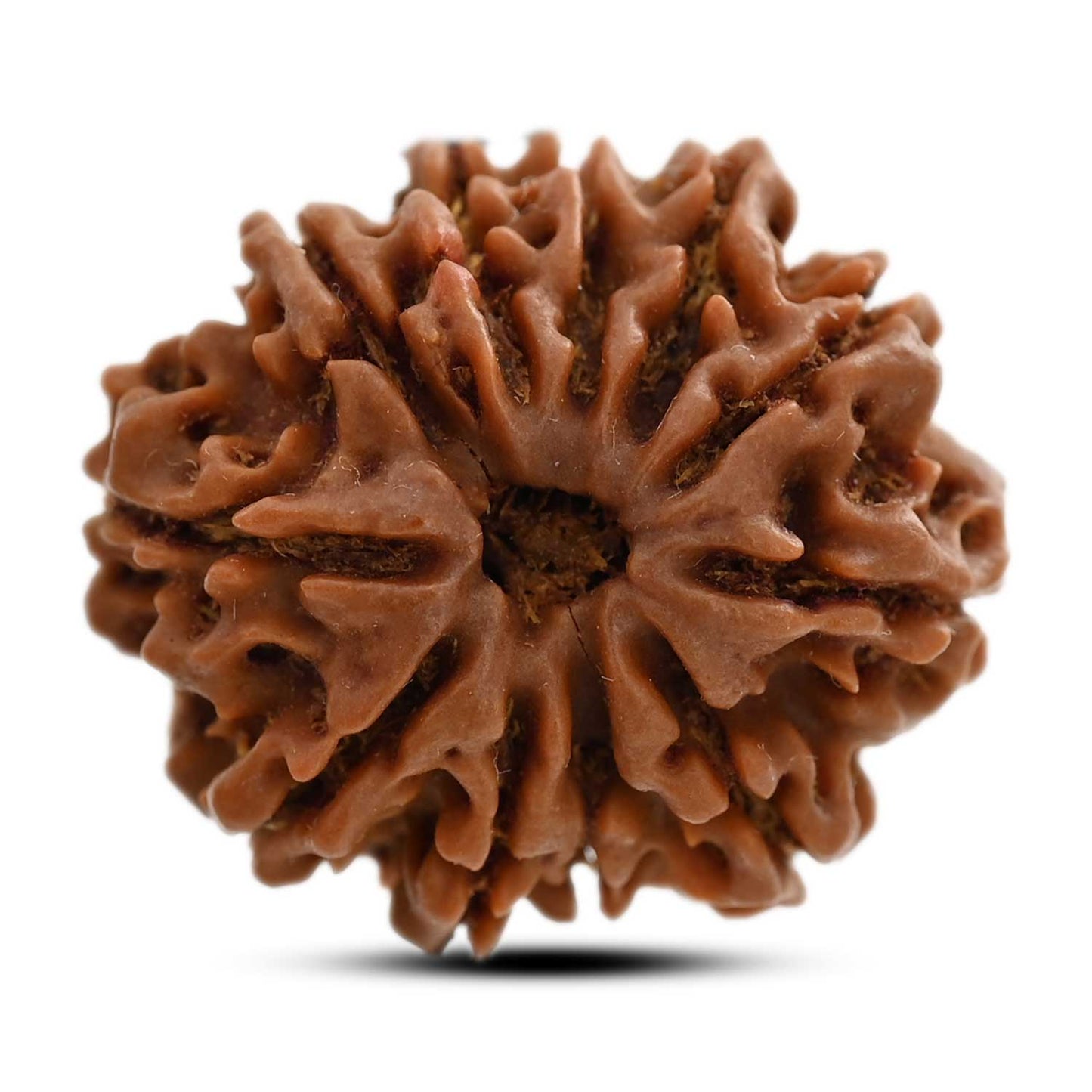 11 Mukhi Rudraksha (Nepal) 25.12 M.M.