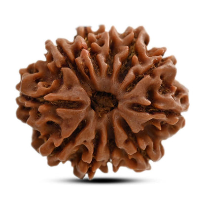 11 Mukhi Rudraksha (Nepal) 25.12 M.M.