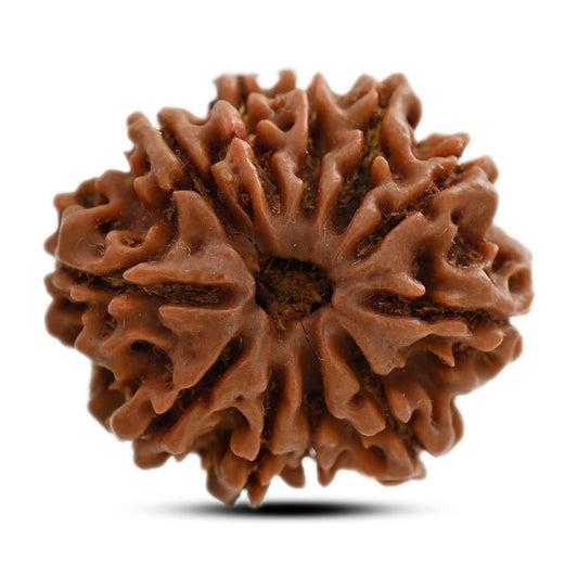 11 Mukhi Rudraksha (Nepal) 25.12 M.M.