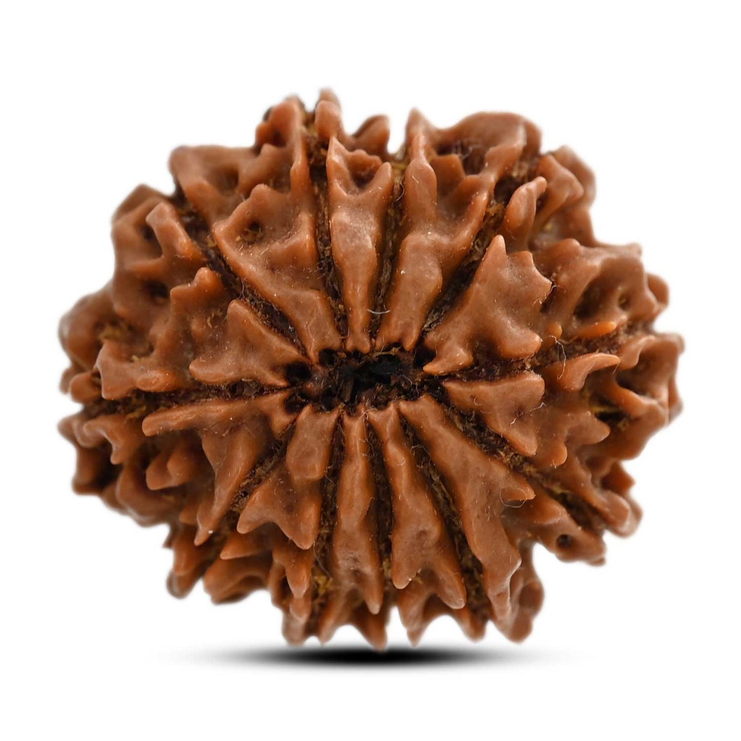 11 Mukhi Rudraksha (Nepal) 25.12 M.M.