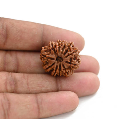 11 Mukhi Rudraksha (Nepal) 25.12 M.M.