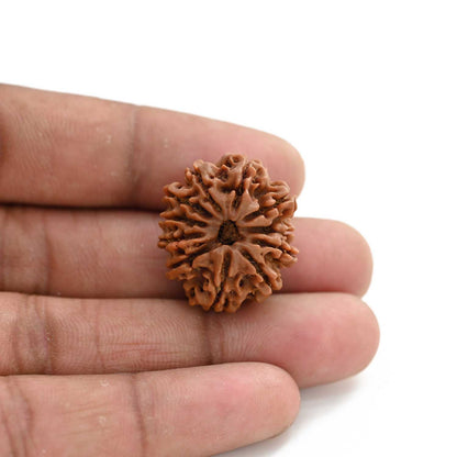 11 Mukhi Rudraksha (Nepal) 25.12 M.M.