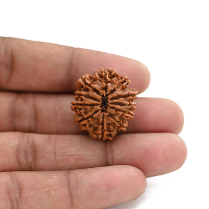 11 Mukhi Rudraksha (Nepal) 25.12 M.M.