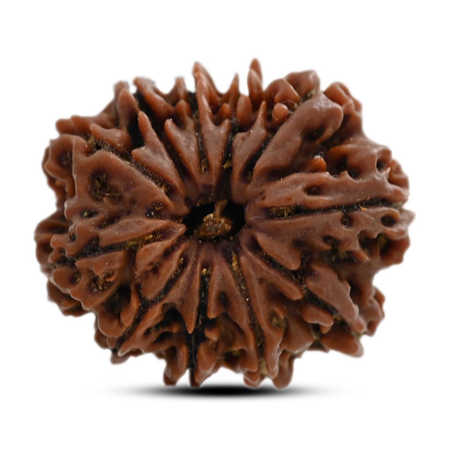 11 Mukhi Rudraksha (Nepal) 23.9 M.M.
