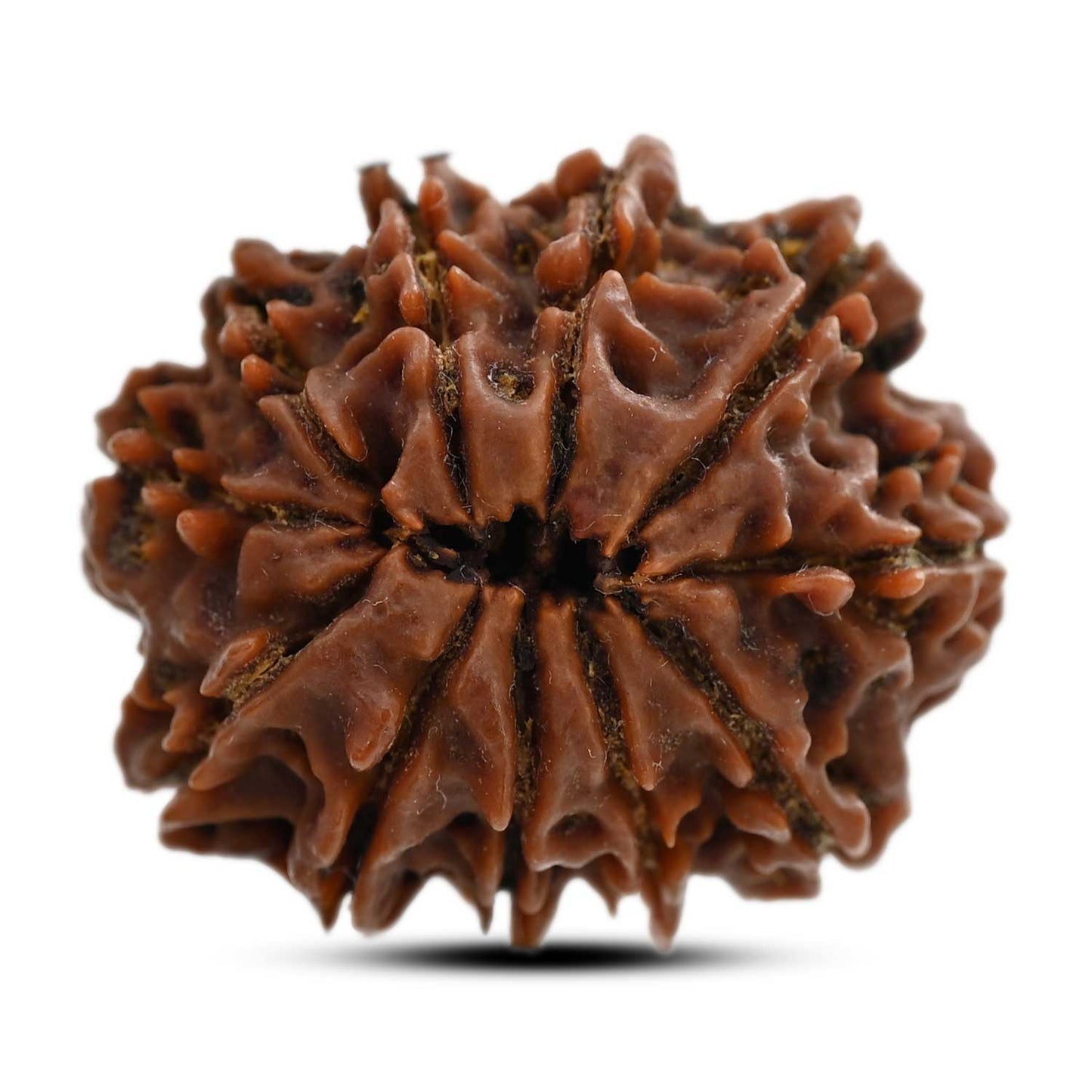 11 Mukhi Rudraksha (Nepal) 23.9 M.M.