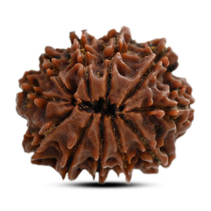 11 Mukhi Rudraksha (Nepal) 23.9 M.M.