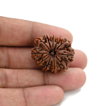 11 Mukhi Rudraksha (Nepal) 23.9 M.M.