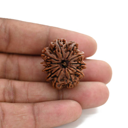 11 Mukhi Rudraksha (Nepal) 23.9 M.M.