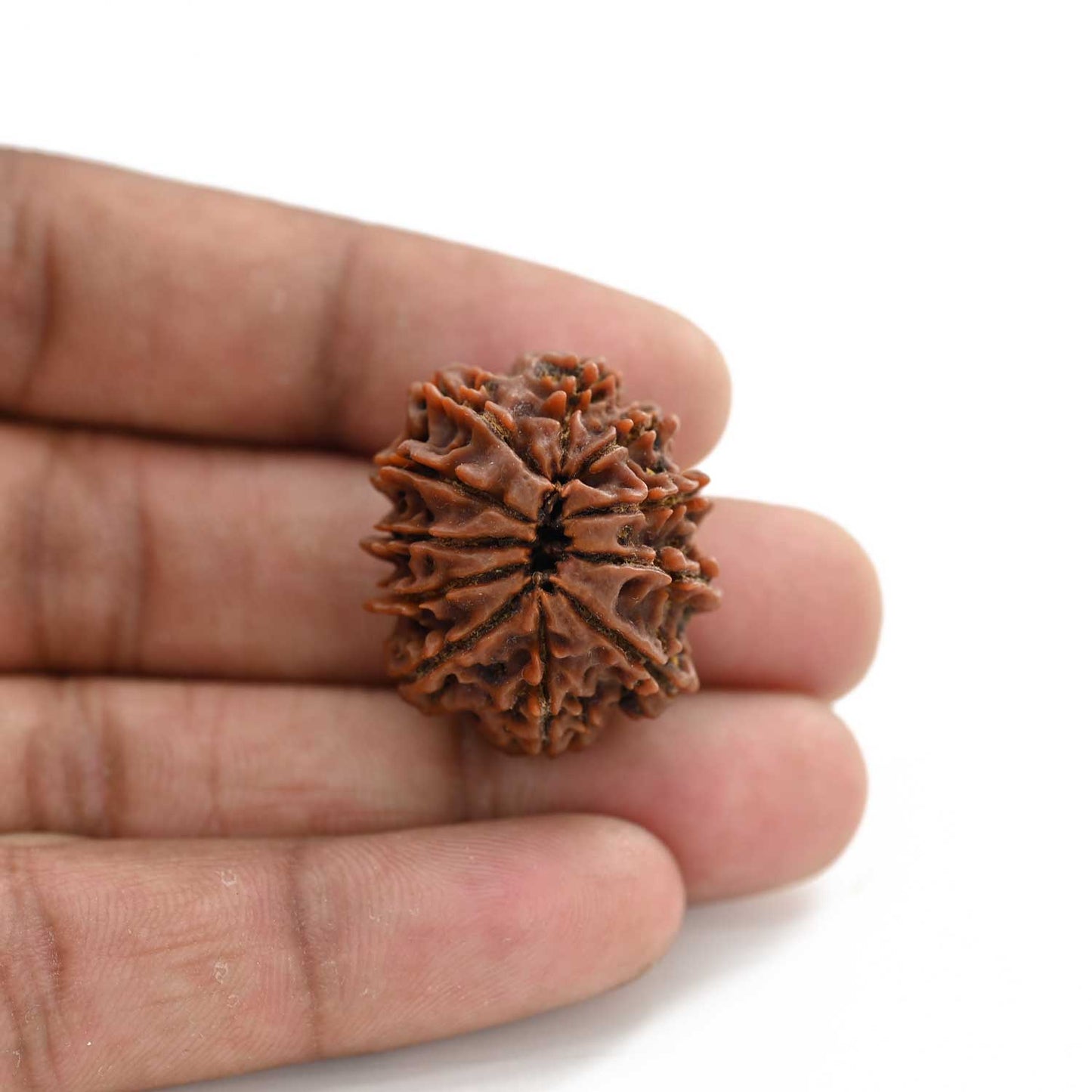 11 Mukhi Rudraksha (Nepal) 23.9 M.M.