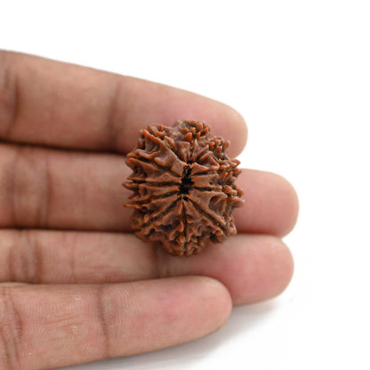 11 Mukhi Rudraksha (Nepal) 23.9 M.M.