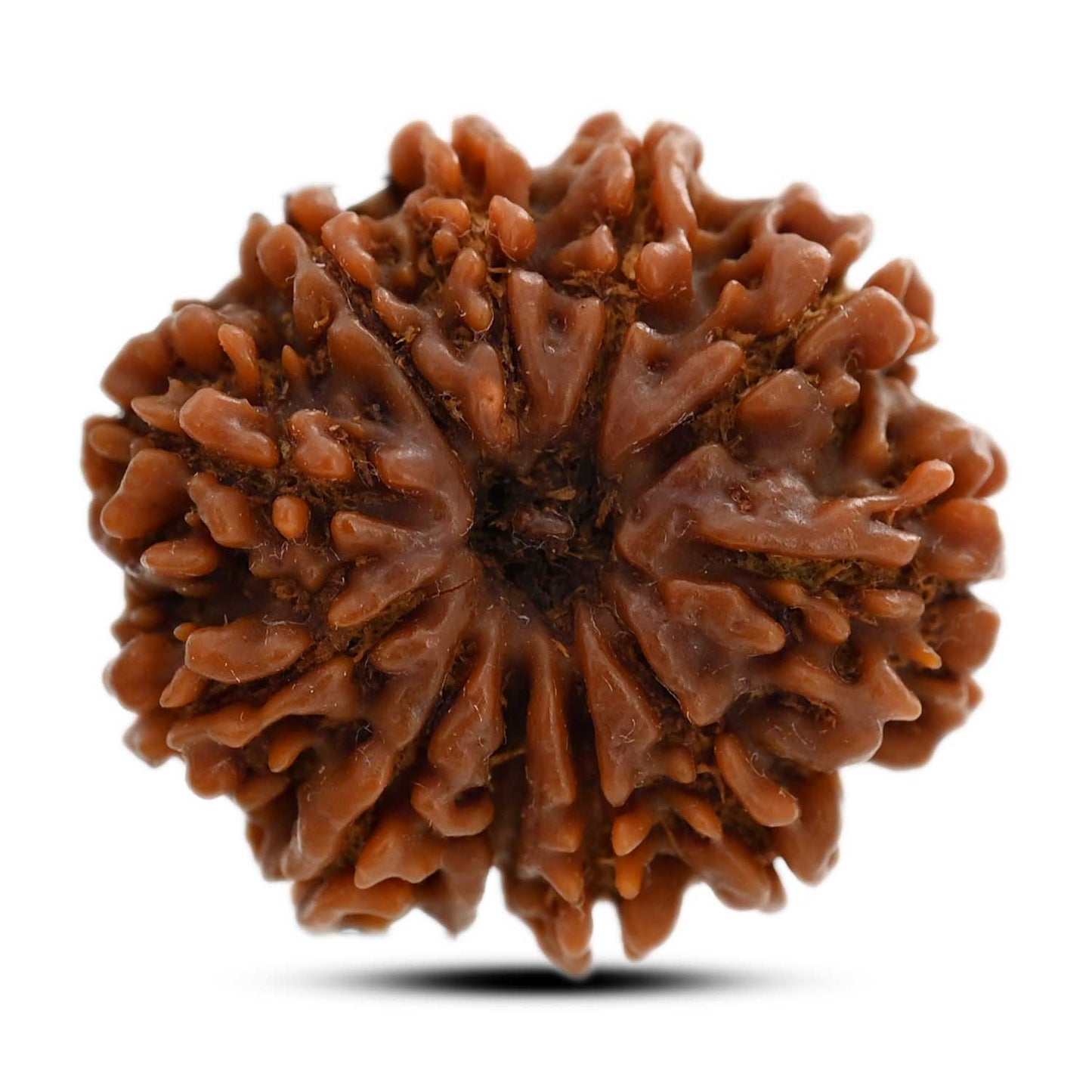 11 Mukhi Rudraksha (Nepal) 25.2 M.M.