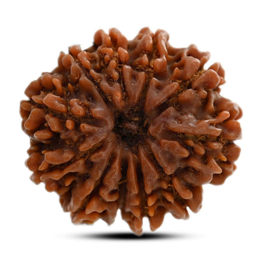 11 Mukhi Rudraksha (Nepal) 25.2 M.M.