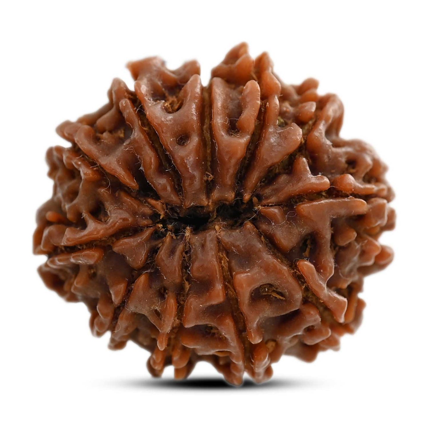 11 Mukhi Rudraksha (Nepal) 25.2 M.M.