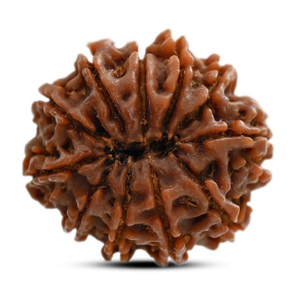 11 Mukhi Rudraksha (Nepal) 25.2 M.M.