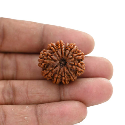 11 Mukhi Rudraksha (Nepal) 25.2 M.M.