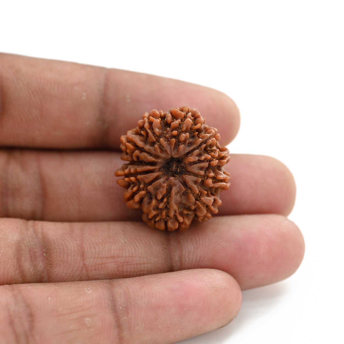 11 Mukhi Rudraksha (Nepal) 25.2 M.M.