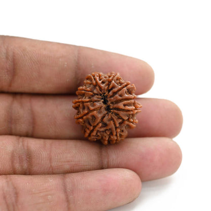 11 Mukhi Rudraksha (Nepal) 25.2 M.M.