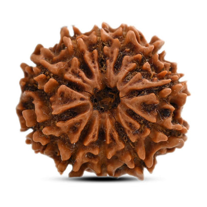 11 Mukhi Rudraksha (Nepal) 25.28 M.M.