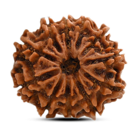 11 Mukhi Rudraksha (Nepal) 25.28 M.M.