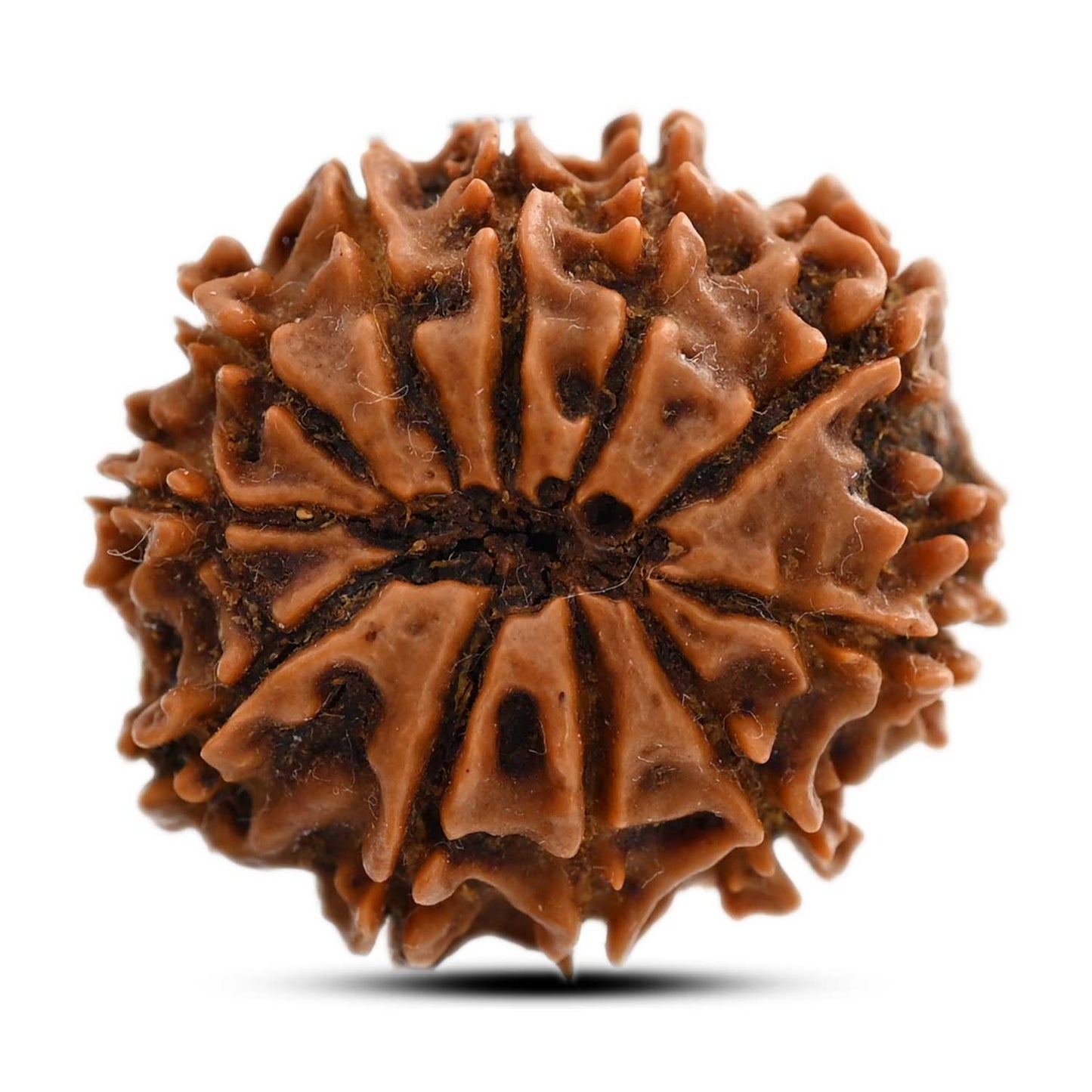 11 Mukhi Rudraksha (Nepal) 25.28 M.M.