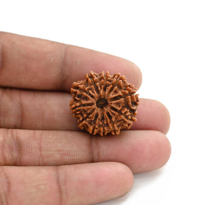 11 Mukhi Rudraksha (Nepal) 25.28 M.M.