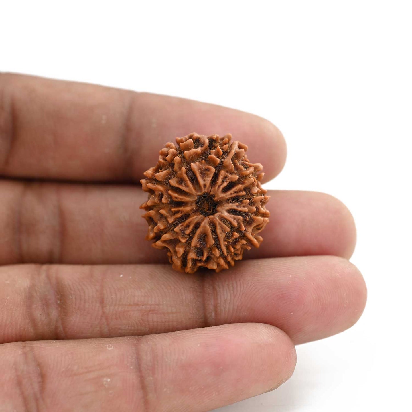 11 Mukhi Rudraksha (Nepal) 25.28 M.M.