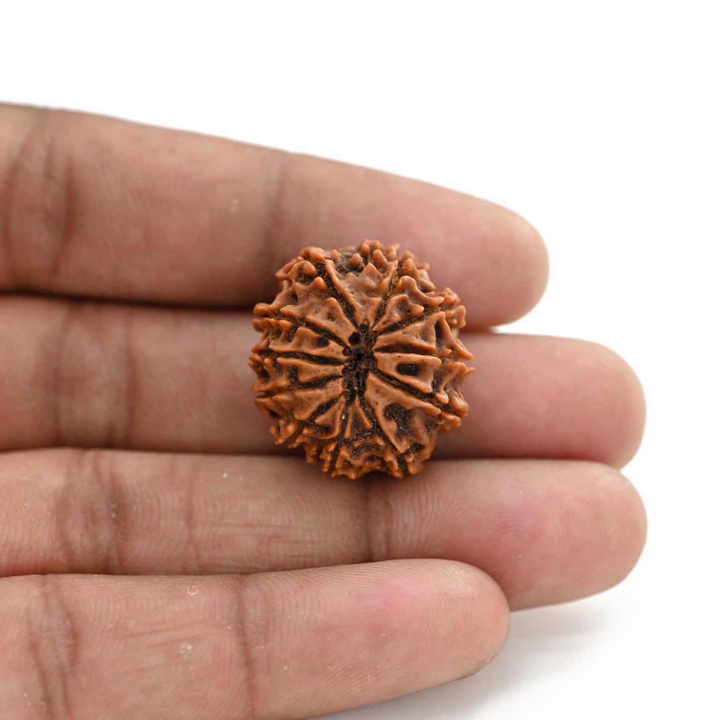 11 Mukhi Rudraksha (Nepal) 25.28 M.M.