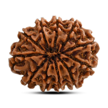 11 Mukhi Rudraksha (Nepal) 26.6 M.M.